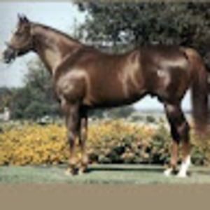 Meet your Posher, Jesse